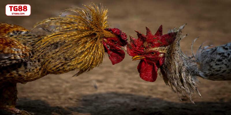 Các trận gà đá đều được cập nhật và thông báo