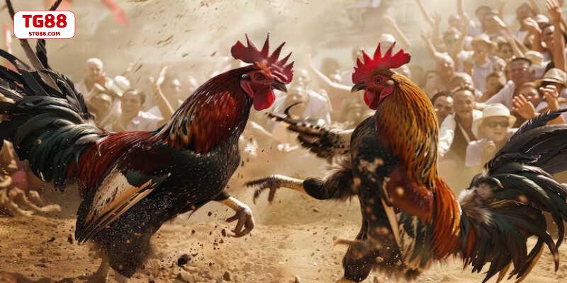Đá gà mạng là cách chơi giải trí hấp dẫn