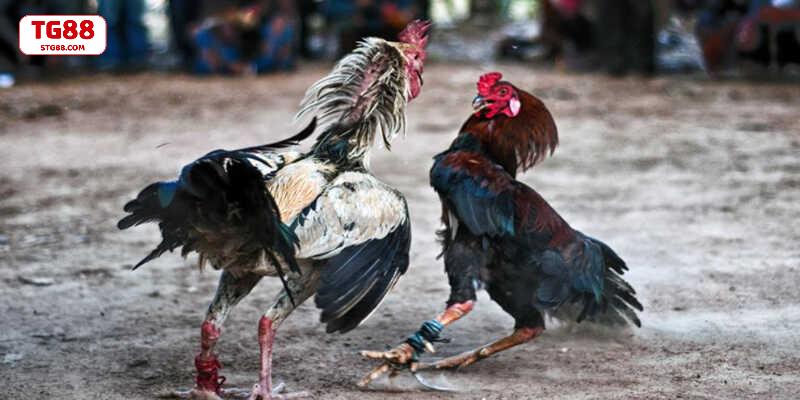 Đá gà Phi là hinh thức giải trí thú vị và kịch tính