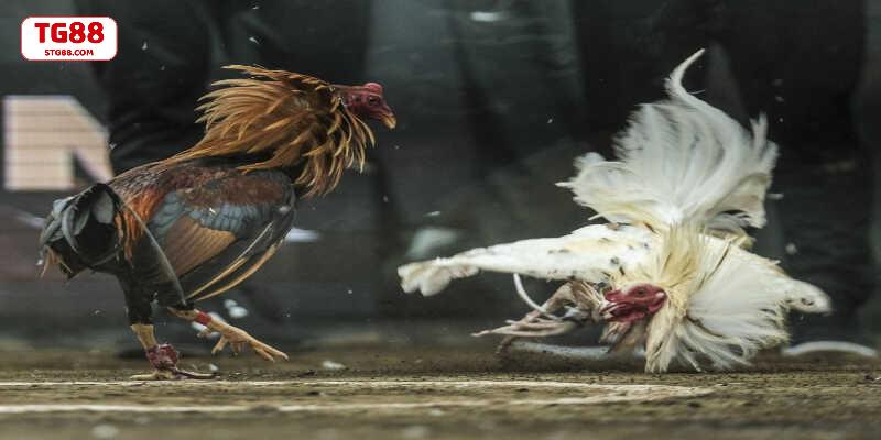 Nhiều kèo gà hấp dẫn có thể lựa chọn